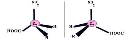 L-amino acid (left) and D-amino acid (right)