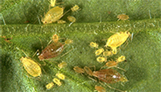 Close up of mites on a leaf