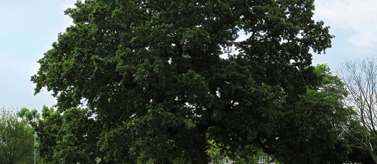 Tree in a field