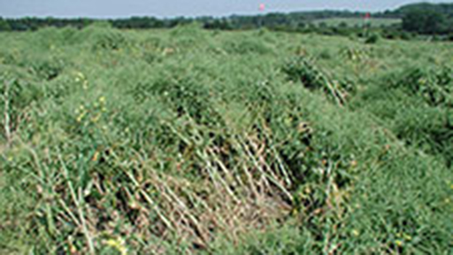  Phoma stem canker on oil seed rape